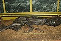 The Tollund Man in a museum in Silkeborg. His mummy was conserved in a bog.