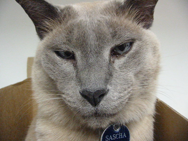 File:Tonkinese Cat.jpg