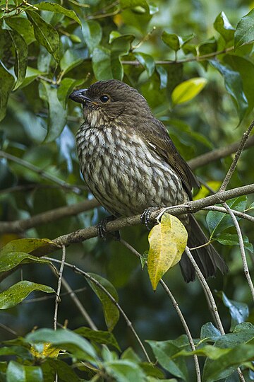 Tooth-billed bowerbird