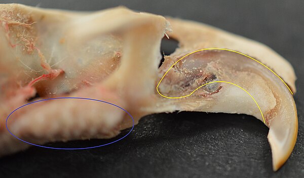 Buccal view of top incisor from Rattus rattus. Top incisor outlined in yellow. Molars circled in blue.