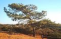 Torrey Pines State Reserve, La Jolla, San Diego, California (low resolution)