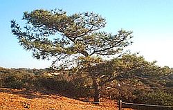 A Torrey pine shaped by salt pruning. Torrey pine.jpg