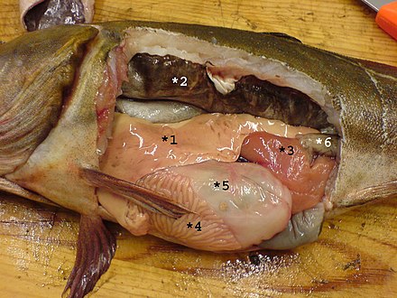 Internal organs of a female Atlantic cod:1=Liver, 2=Gas bladder, 3=Ovary, 4=Pyloric caeca, 5=Stomach, 6=Intestine