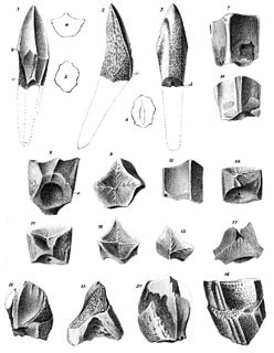 <i>Trachodon</i> genus of reptiles (fossil)