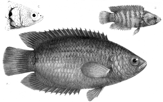 A. CTENOPOMA KINGSLEYÆ B. CT. NANUM. C. CT. GABONENSE.