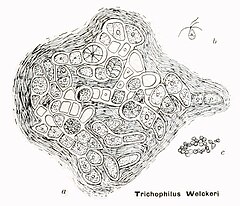 Description de l'image Trichophilus welckeri in Coupin, Album général des Cryptogames, Pl. 78.jpg.