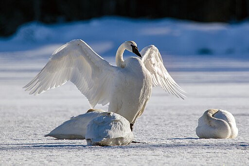 Trumpeter swans in winter