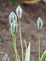 Tulipa turkestanica, Tulipan turkiestański, 2021-05-14