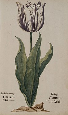 220px Tulipomania
