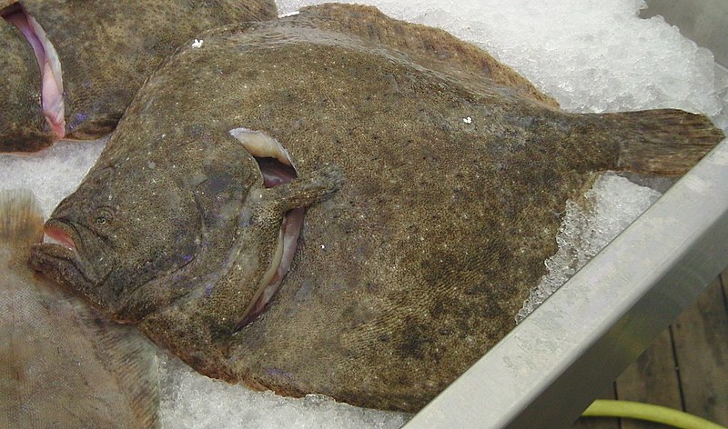 File:Turbot.jpg