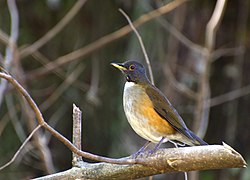 Turdus albicollis.jpg