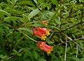 Lonicera involucrata