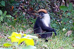 Udzungwa colobus majom 1.jpg