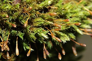 <i>Ulota</i> Genus of mosses