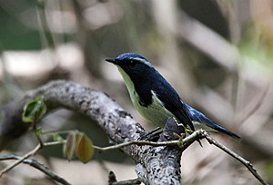 Ultramarine Flycatcher I IMG 6835.jpg