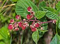 09-Rubus sp.