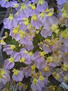 Utricularia bisquamata