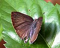 The Slate Flash, (Rapala schistacea) Female Upperside in Bangalore