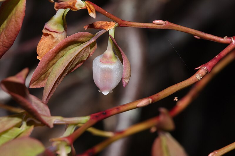 File:Vaccinium ovalifolium 6871.JPG