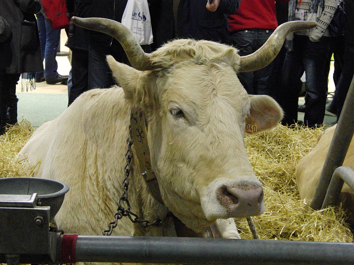 Race Bovine Bleue du Nord - Races de France