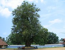 The Banyan tree inside the temple Vaikkom temple, a tree inside.jpg