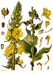 Verbascum phlomoides L.