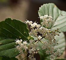 Viburnum luzonicum 呂宋莢蒾 002 (cropped).jpg