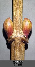 Viburnum opulus sl1.jpg