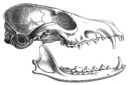 Skull of a southern grey desert fox