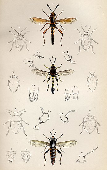 Plate by William Wing from Transactions of the Entomological Society for 1848 to illustrate "Descriptions of some new Species of Mydasidae from Western Australia" by John Obadiah Westwood W.Wing.jpeg