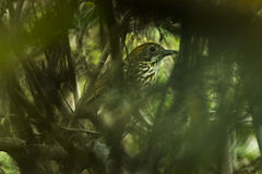 Description de l'image Watkins' Antpitta - South Ecuador S4E9791 (16824015255).jpg.