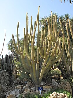 Weberbauerocereus albus.jpg