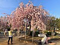 Thumbnail for File:Weeping cherry tree in Kokei Park.jpg