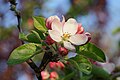 Image 48Delicate apple blossoms