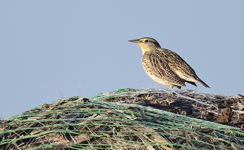 File:Western Meadowlark (31283070396).jpg