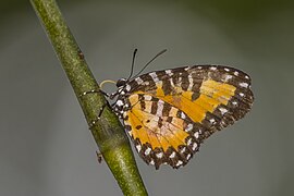 Telipna semirufa (Western telipna) male underside