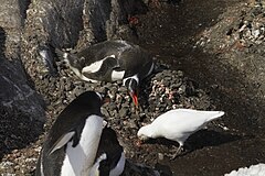 Foto de um sheathbeak e três pinguins