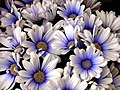 2011-04-19T05:15:48Z : user:Raghith : File:White and blue daisy.jpg