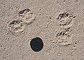 Whose Footprints^ - geograph.org.uk - 223977.jpg