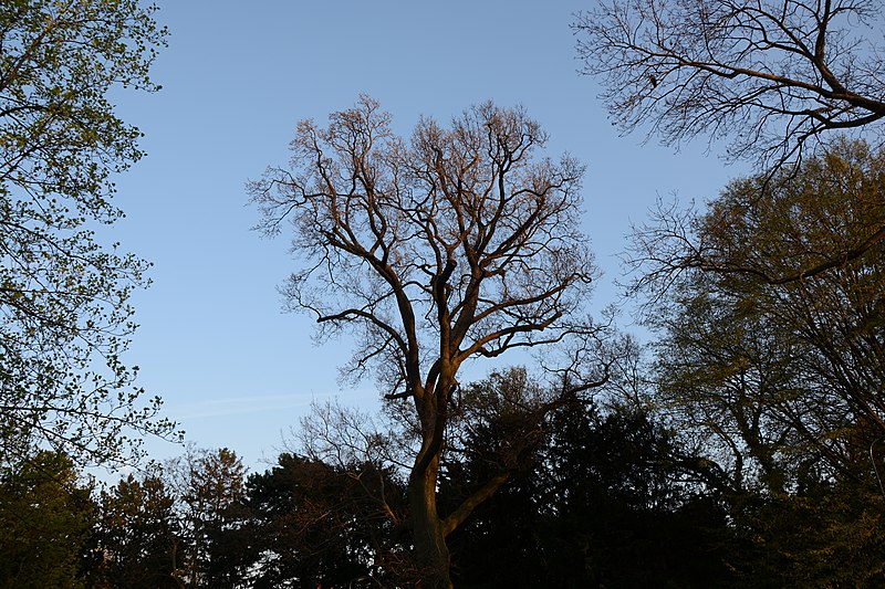 File:Wiener Naturdenkmal 801 - Stieleiche (Währing) c.JPG