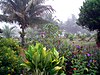 Belize Flowers