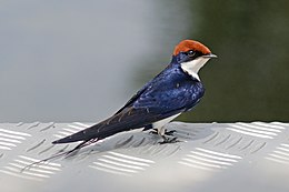 Wire-tailed swallow (Hirundo smithii smithii).jpg