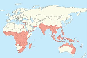 Worldwide distribution of Pteropodidae.jpg