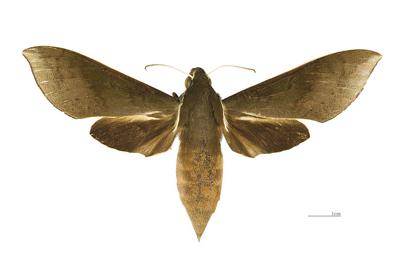 File:Xylophanes porcus continentalis MHNT dos.jpg