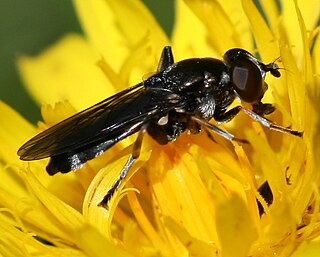 <i>Xylota jakutorum</i> Genus of flies