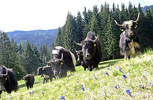 Yak: Merkmale, Physiologie, Verbreitung