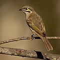 Yellow-faced Honeyeater (Caligavis chrysops chrysops), Castlereagh Nature Reserve, New South Wales, Australia