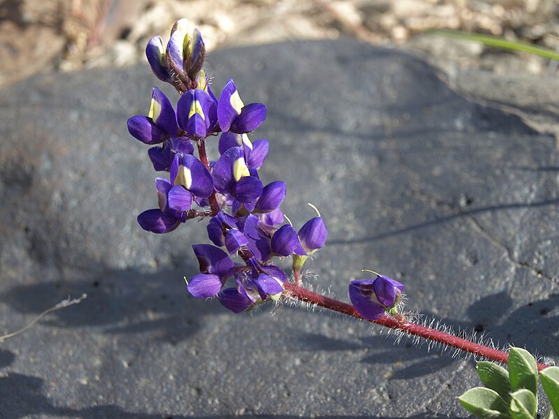 File:Yellow eyes, Lupinus flavoculatus (15469902586).jpg