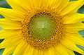 Cesta anual de girasol (Helianthus annuus)