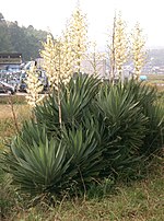 Vignette pour Yucca gloriosa